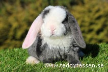 Teddytassens Puzzla (satinrex)